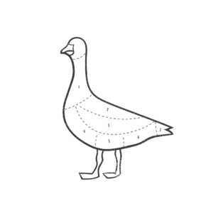 Gans